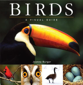 birds visual