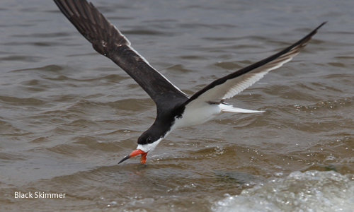 Black Skimmer