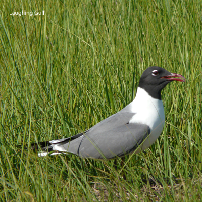 Laughing Gull