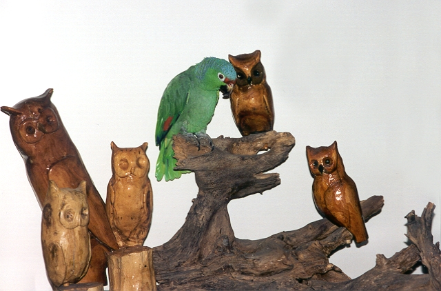 Tiko and owls