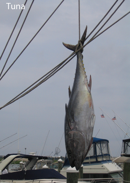 Tuna v2