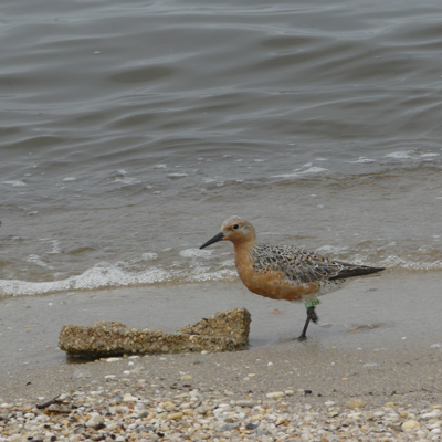red knot sq