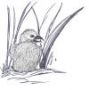 eagle chick small