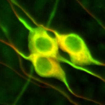 Welcome to Cell Biology and Neuroscience (CBN)